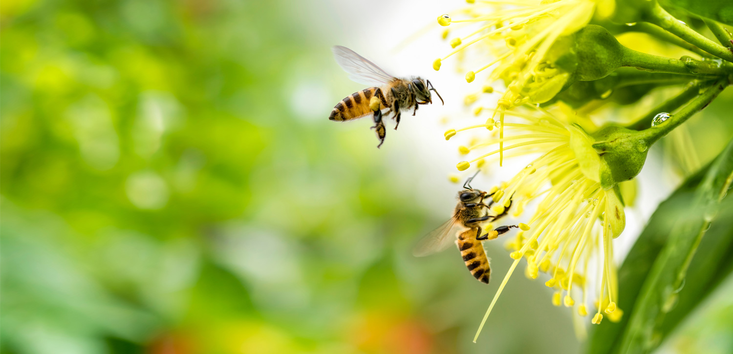 Fiorisce il futuro: Orasì sostiene il progetto “Bee my future”